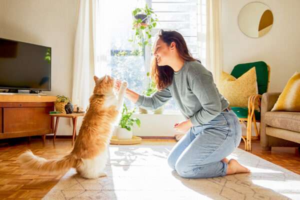 Frau spielt zu Hause mit ihrer Maine-Coon-Katze.